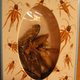 Illustration for article titled Taste Test: "Crick-ettes" flavored crickets
